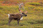 Caribou_059.jpg (91578 bytes)