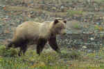 Grizzly_Bear_072.jpg (76030 bytes)