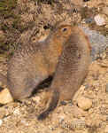 Ground_Squirrel_011.jpg (95091 bytes)