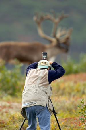 Steve Fredrick photographing a carabou