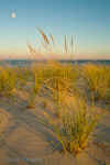 Moon and Beach Grass