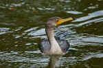 061113Chincoteague119.jpg (65527 bytes)