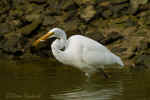 2004_1224Chincoteague0012.jpg (50087 bytes)