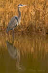 2004_1224Chincoteague0026.jpg (48729 bytes)