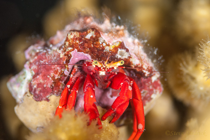 Red Hermit Crab