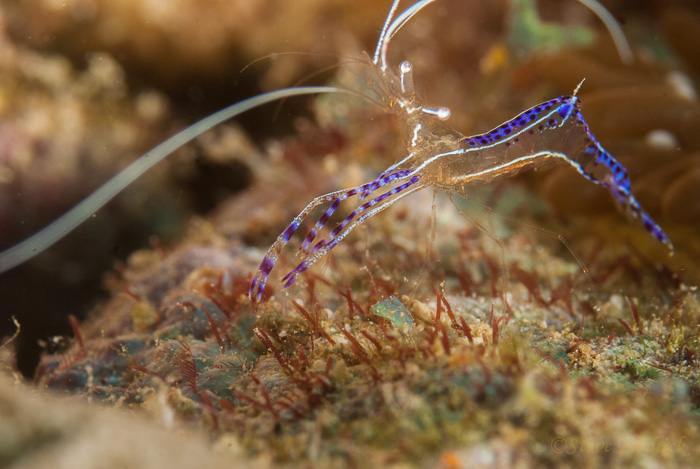 Peterson's Cleaning Shrimp