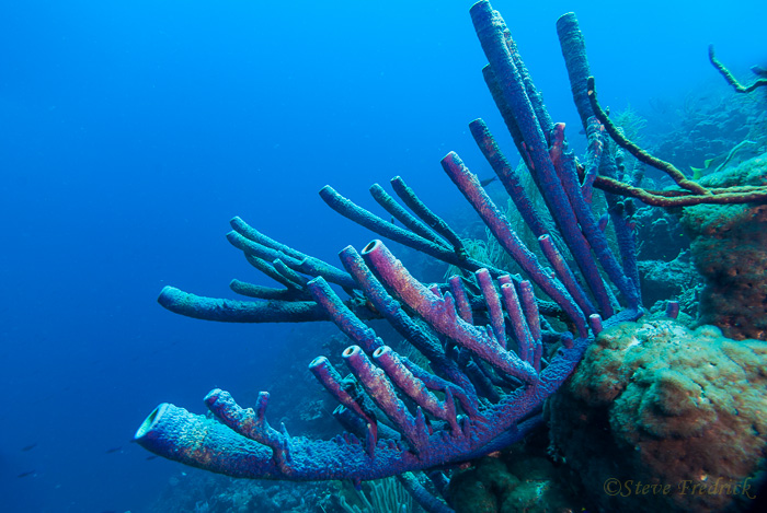 Purple Tube Sponge