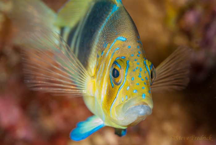 Barred Hamlet