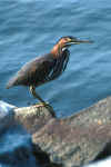 Birds 172 4x6 @72.JPG (25106 bytes)