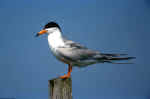 Birds 493 4x6 @72.jpg (13638 bytes)