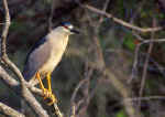 Birds 505 4x6 @72.JPG (32296 bytes)